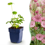 Green boutiQ - Stauden - Astrantia major - Große Sterndolde - Schatten - Weiß-Rosa - 12 Pflanzen - Topf 11cm - Höhe 15-25cm