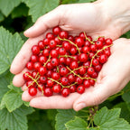 Green boutiQ - Plants fruitiers - Groseillier à grappes - Ribes rubrum Jonkheer van Tets - Rustique - 3 plantes - Pot 9 cm - Groseille rouge