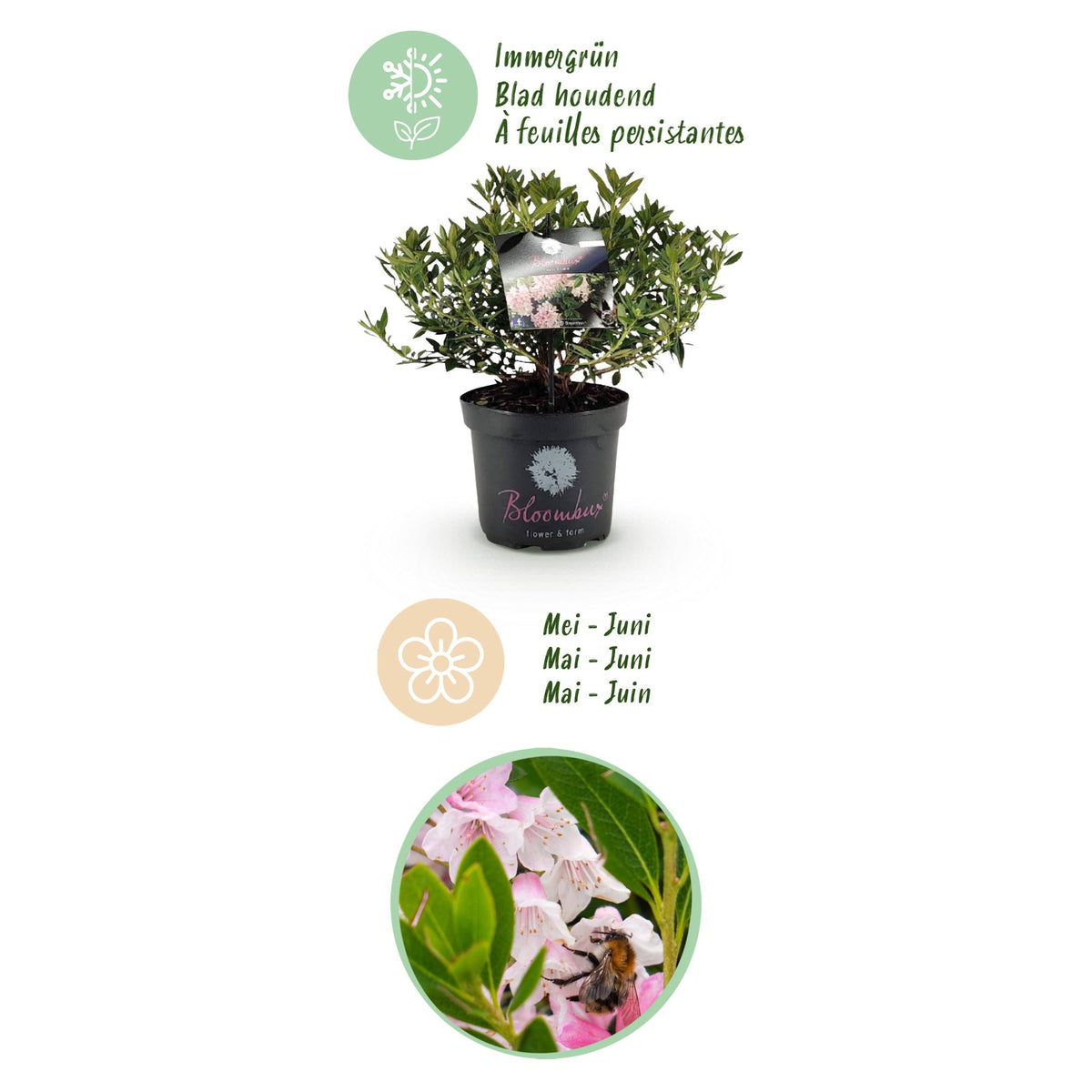 Green boutiQ - Rhododendron nain - Rhododendron Bloombux rose clair - Buis fleuri - Peu d'entretien - Fleur rose clair - 2 plantes - Pot 23 cm - Hauteur 45-55 cm