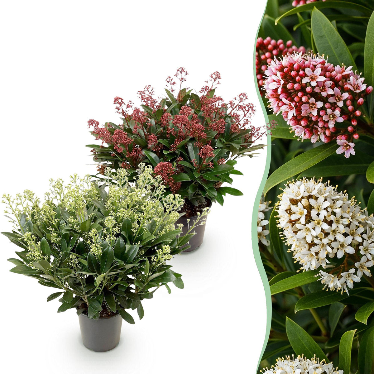 Green boutiQ - Terrasplant - Skimmia japonica Duo - Bloem Wit & Rood - 40+ Bloemen - 2 Planten - Winterhard - Pot 19cm Hoogte 60cm