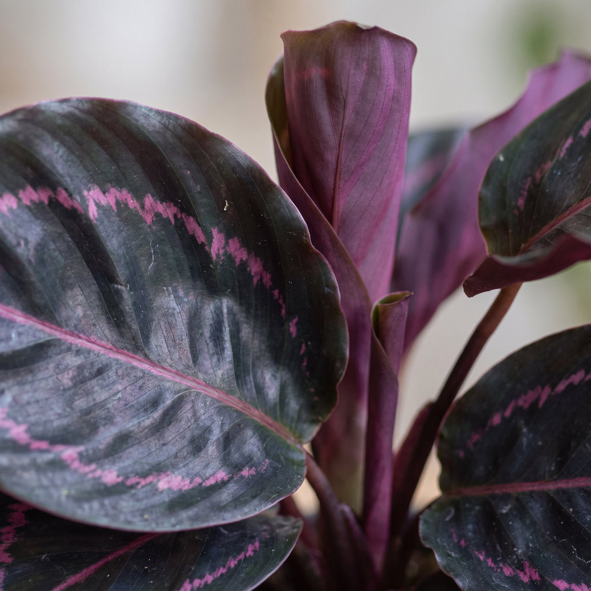 Calathea Dottie® - Rose painted calathea - Purple - Pink - Tropical - Ø6cm - ↕15cm