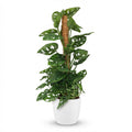 Green boutiQ - Plante d'intérieur - Monkey Mask - Monstera Adansonii sur tuteur - Vert - Peu d'entretien - 1 plante - avec pot blanc - Pot 19 cm - Hauteur 90 cm