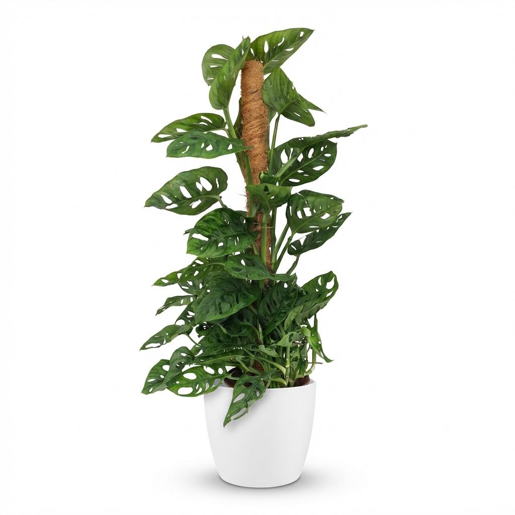 Green boutiQ - Plante d'intérieur - Monkey Mask - Monstera Adansonii sur tuteur - Vert - Peu d'entretien - 1 plante - avec pot blanc - Pot 19 cm - Hauteur 90 cm
