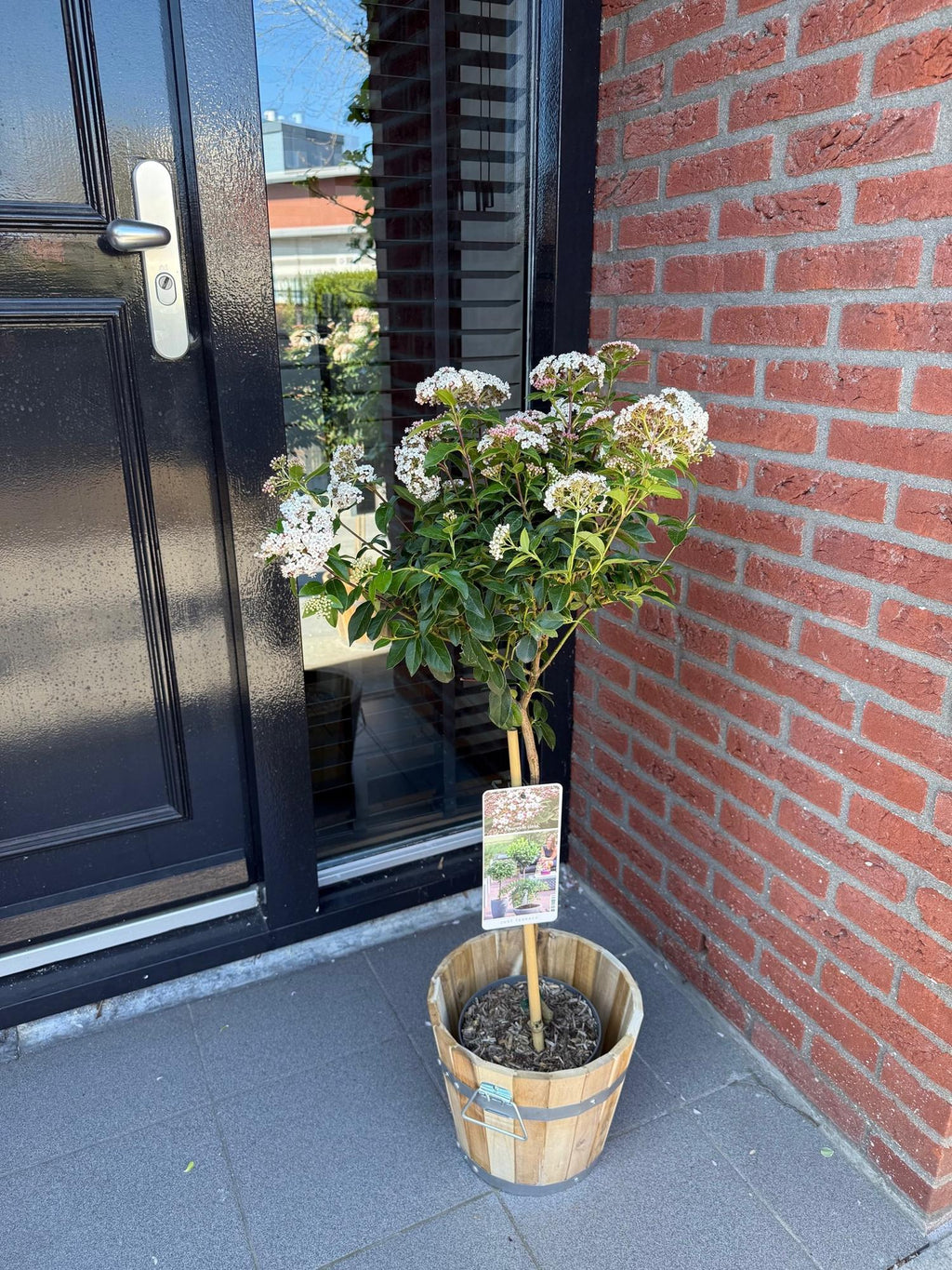 Green boutiQ - Plante sur tige - Viburnum tinus - Plante de terrasse - Persistant - Rustique - Fleur blanc-rose - Pot 19cm Hauteur 90cm