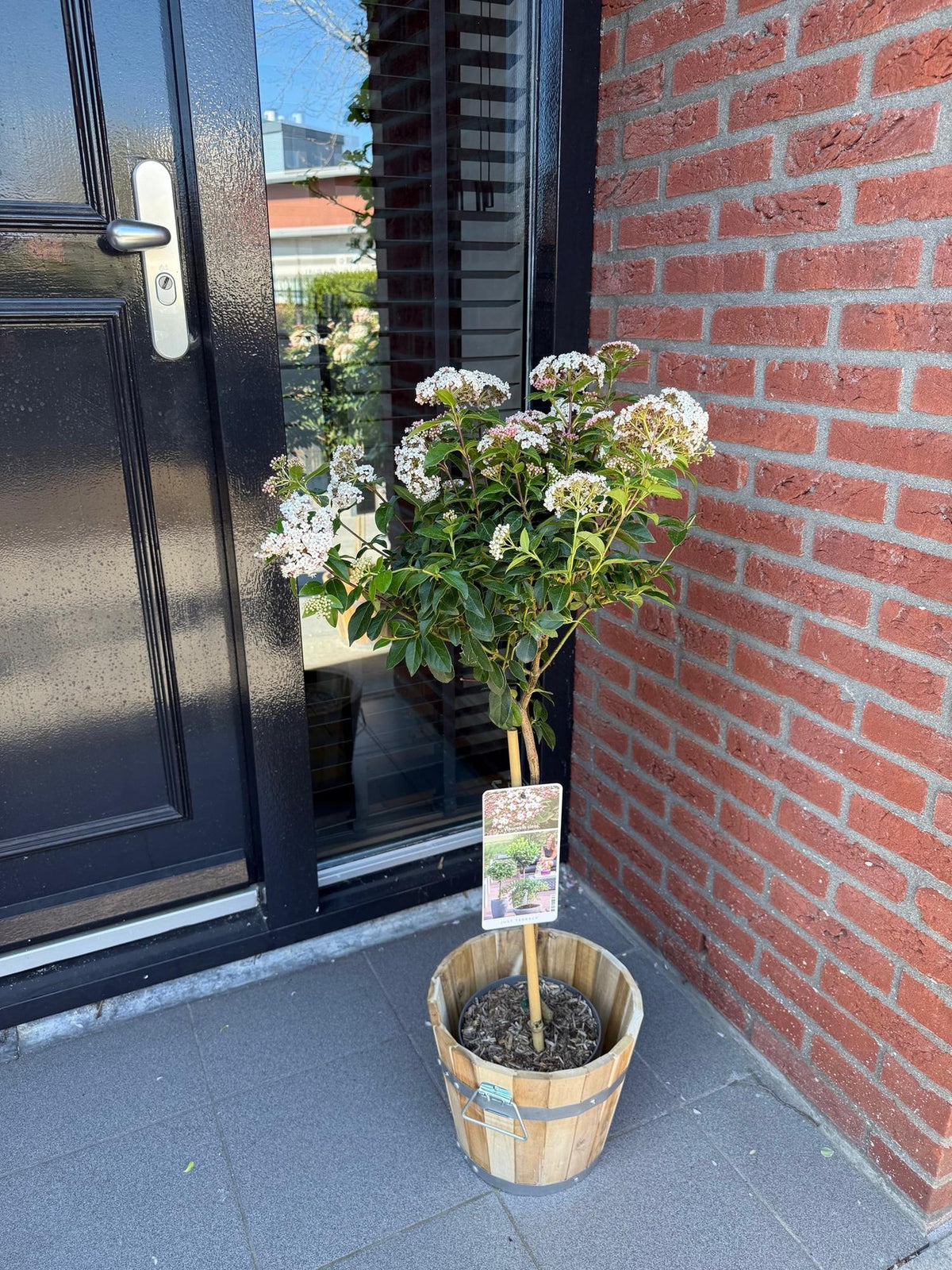 Green boutiQ - Plante sur tige - Viburnum tinus - Plante de terrasse - Persistant - Rustique - Fleur blanc-rose - Pot 19cm Hauteur 90cm