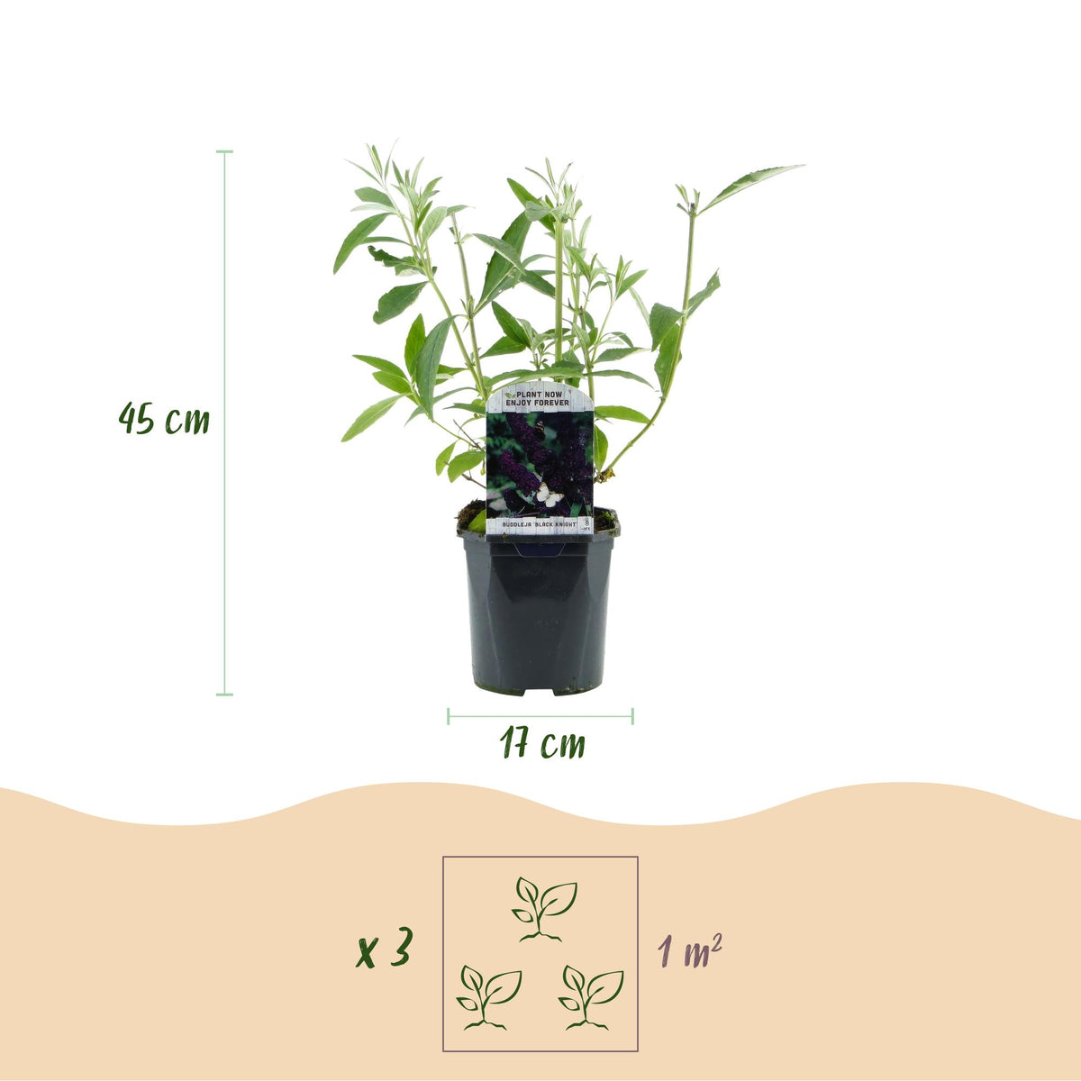 Green boutiQ - Plante de jardin - Buddleja davidii Black Night - Arbre aux papillons - Rustique - Violet - 3 plantes - Pot 17cm - Hauteur 45cm