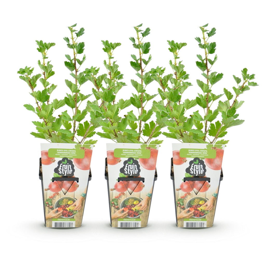 Green boutiQ - Plants fruitiers - Groseillier à maquereau - Ribes uva-crispa Hinnonmaki Rod - Rustique - 3 plantes - Pot 9 cm - Groseille rouge