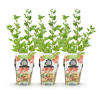 Green boutiQ - Plants fruitiers - Groseillier à maquereau - Ribes uva-crispa Hinnonmaki Rod - Rustique - 3 plantes - Pot 9 cm - Groseille rouge