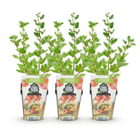 Green boutiQ - Fruitplanten - Kruisbes - Ribes uva-crispa Hinnonmaki Rod - Winterhard - 3 Planten - Pot 9 cm - Rode Bes