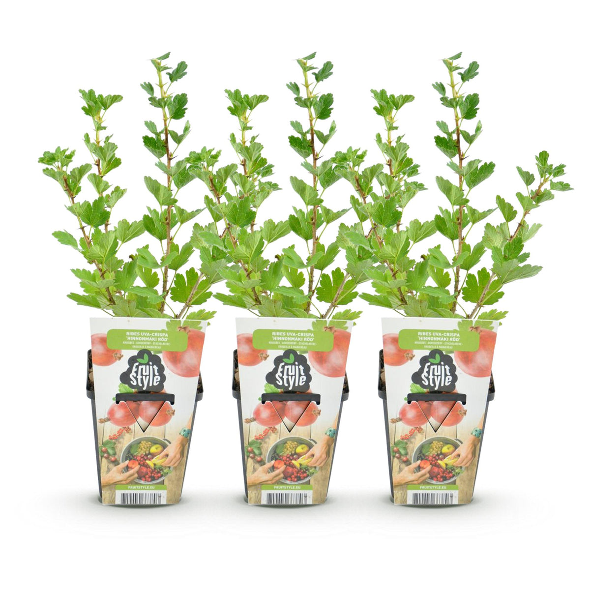 Green boutiQ - Plants fruitiers - Groseillier à maquereau - Ribes uva-crispa Hinnonmaki Rod - Rustique - 3 plantes - Pot 9 cm - Groseille rouge