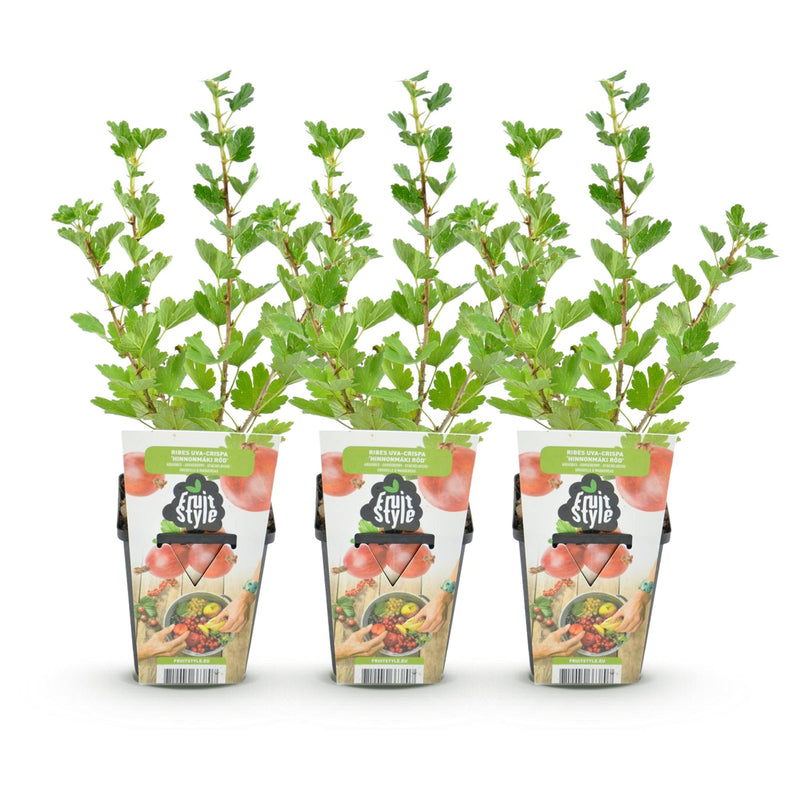 Green boutiQ - Fruitplanten - Kruisbes - Ribes uva-crispa Hinnonmaki Rod - Winterhard - 3 Planten - Pot 9 cm - Rode Bes