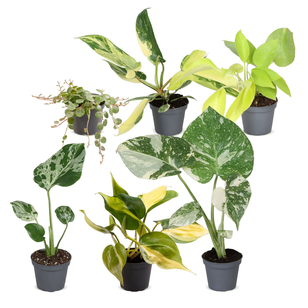 6x Baby Tropical Mix - Various colours - Tropical - Ø6cm - ↕10-15cm