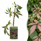 Parthenocissus henryana - Vigne vierge de Chine - Vert - Grimpante - Ø9cm - ↕35cm