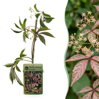 Parthenocissus henryana - Chinese Virginia Creeper - Green - Climber - Ø9cm - ↕35cm