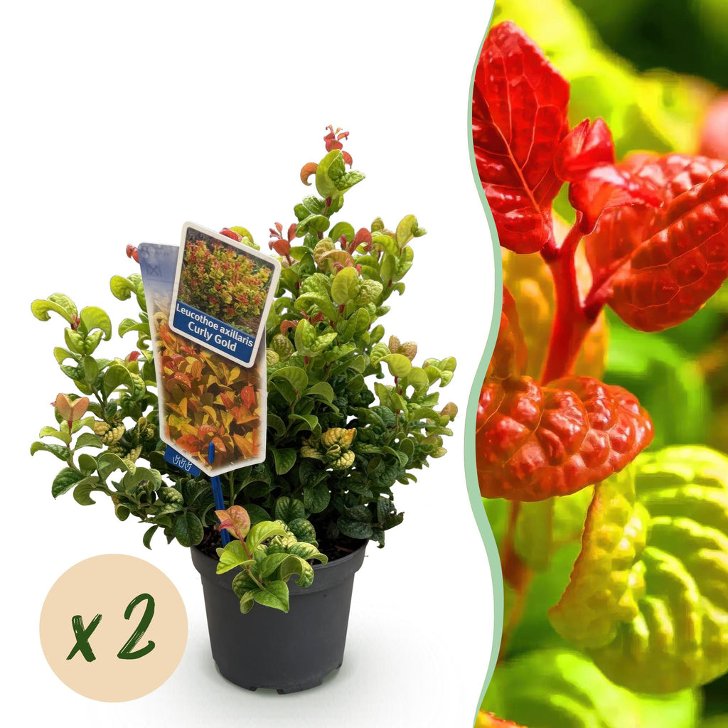 Green boutiQ - Plante de jardin - Leucothoe Curly Gold - Jaune - 2 Plantes - Persistante - Peu d'entretien - Pot 17cm Hauteur 40cm