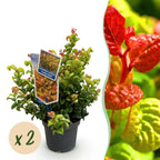 Green boutiQ - Plante de jardin - Leucothoe Curly Gold - Jaune - 2 Plantes - Persistante - Peu d'entretien - Pot 17cm Hauteur 40cm