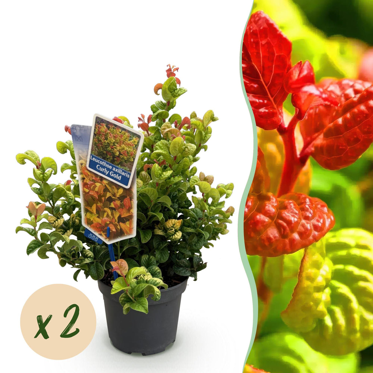 Green boutiQ - Plante de jardin - Leucothoe Curly Gold - Jaune - 2 Plantes - Persistante - Peu d'entretien - Pot 17cm Hauteur 40cm