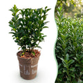 Green boutiQ - 24x Euonymus japonica Green Spire - Japanischer Spindelstrauch - Heckenpflanzen - Immergrün - Grün - Topf 9cm - Höhe 20-25cm