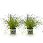 Green boutiQ - Plante d'intérieur - Cyperus alternifolius Zumula - Herbe à chat - Adaptée aux animaux de compagnie - Vert - 2 plantes - Pot 12 cm - Hauteur 28-30 cm