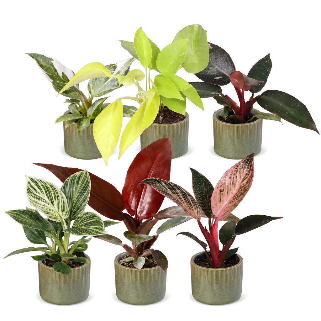 6x Baby Philodendron Family - White - Pink - Yellow - Green - Red - Tropical - incl. Linnea Olive - Ø6cm - ↕10-15cm