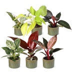 6x Baby Philodendron Family - White - Pink - Yellow - Green - Red - Tropical - incl. Linnea Olive - Ø6cm - ↕10-15cm