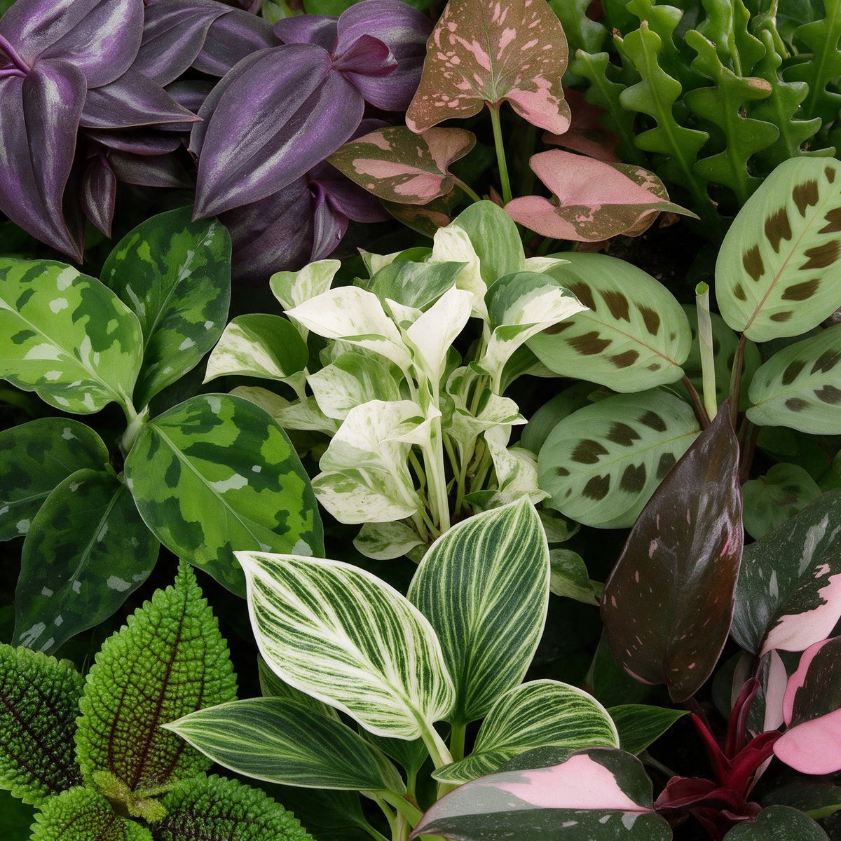 9x Baby Plants Surprise Box - Baby Plants Surprise Box - Various colours - Tropical - Ø6cm - ↕5-15cm