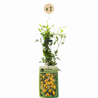 Clematis tangutica - Golden clematis - Yellow - Climber - Ø9cm - ↕35cm