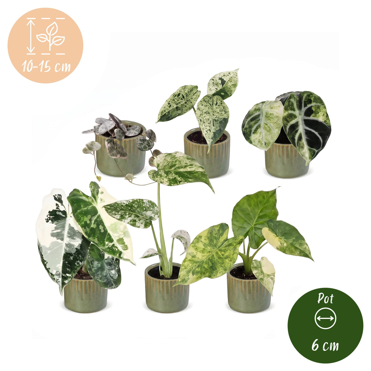 6x Baby Variegata Mix - Various colours - Tropical - incl. Linnea Olive - Ø6cm - ↕10-15cm