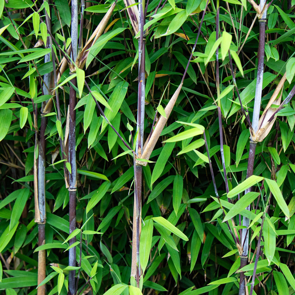 Green boutiQ - Bambou - Fargesia Black Dragon - Vert - 2 Plantes - Persistant - Non traçant - Pot 14cm Hauteur 35cm