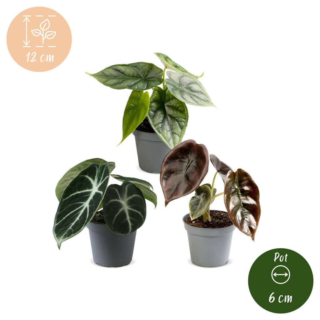 3x Baby Alocasia Tricolour - Red - Green - Black - Tropical - Ø6cm - ↕12cm