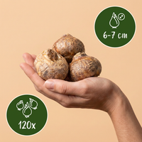 120x Fritillaria Meleagris Mix - Kievitsbloem mix - Paars en Wit - Verwilderingsbol - Bolmaat 6/7