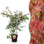 Green boutiQ - Plante de jardin - Acer palmatum Beni Maiko - Érable du Japon - Caduc - Rouge - 1 - Pot 26cm - Hauteur 90cm
