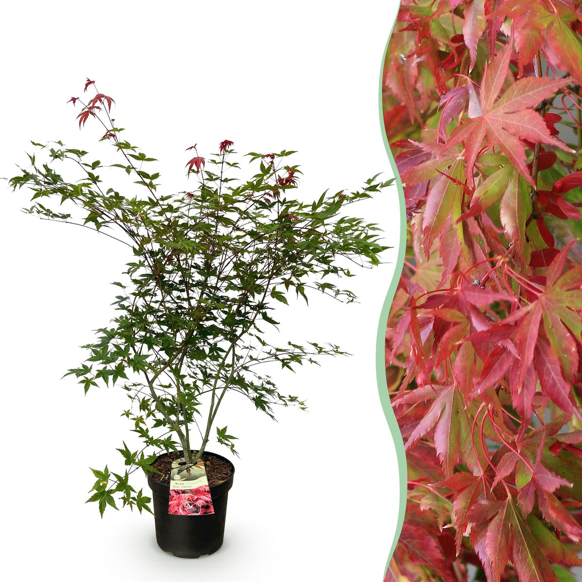 Green boutiQ - Plante de jardin - Acer palmatum Beni Maiko - Érable du Japon - Caduc - Rouge - 1 - Pot 26cm - Hauteur 90cm
