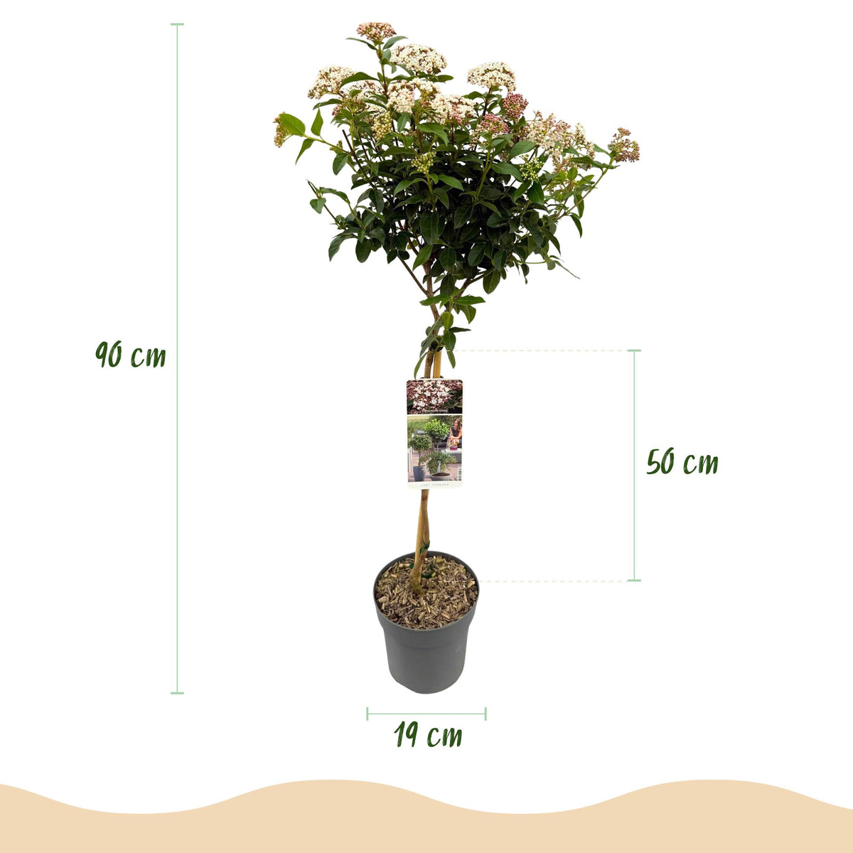 Green boutiQ - Plante sur Tige - Laurier-tin Eve Price - Plante de Terrasse - Persistant - Rustique - Fleurs Blanches-Roses - Pot 19cm Hauteur 90cm