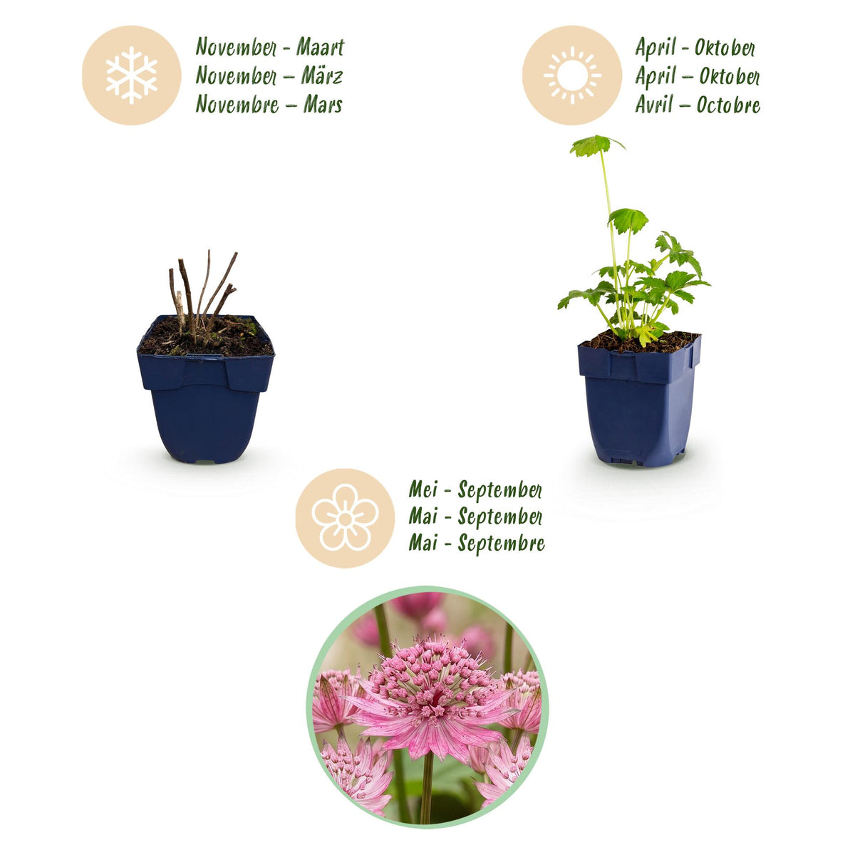 Green boutiQ - Plante vivace - Astrantia major - Grande astrance - Ombre - Blanc-Rose - 1 Plante - Pot 11cm - Hauteur 15-25cm