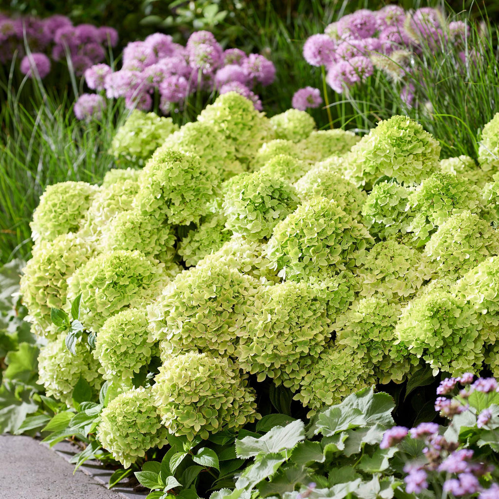 Green boutiQ - Tuinplant - Hydrangea panniculata Groundbreaker Greeny - Pluimhortensia - Winterhard - Creme - 1 Plant - Pot 14cm -Hoogte 20-25cm
