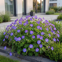 Green boutiQ - Vasteplant - Geranium 'Rozanne' - Ooievaarsbek - Bodembedekkend - Blauw - 1 Plant - Pot 11cm - Hoogte 15-25cm