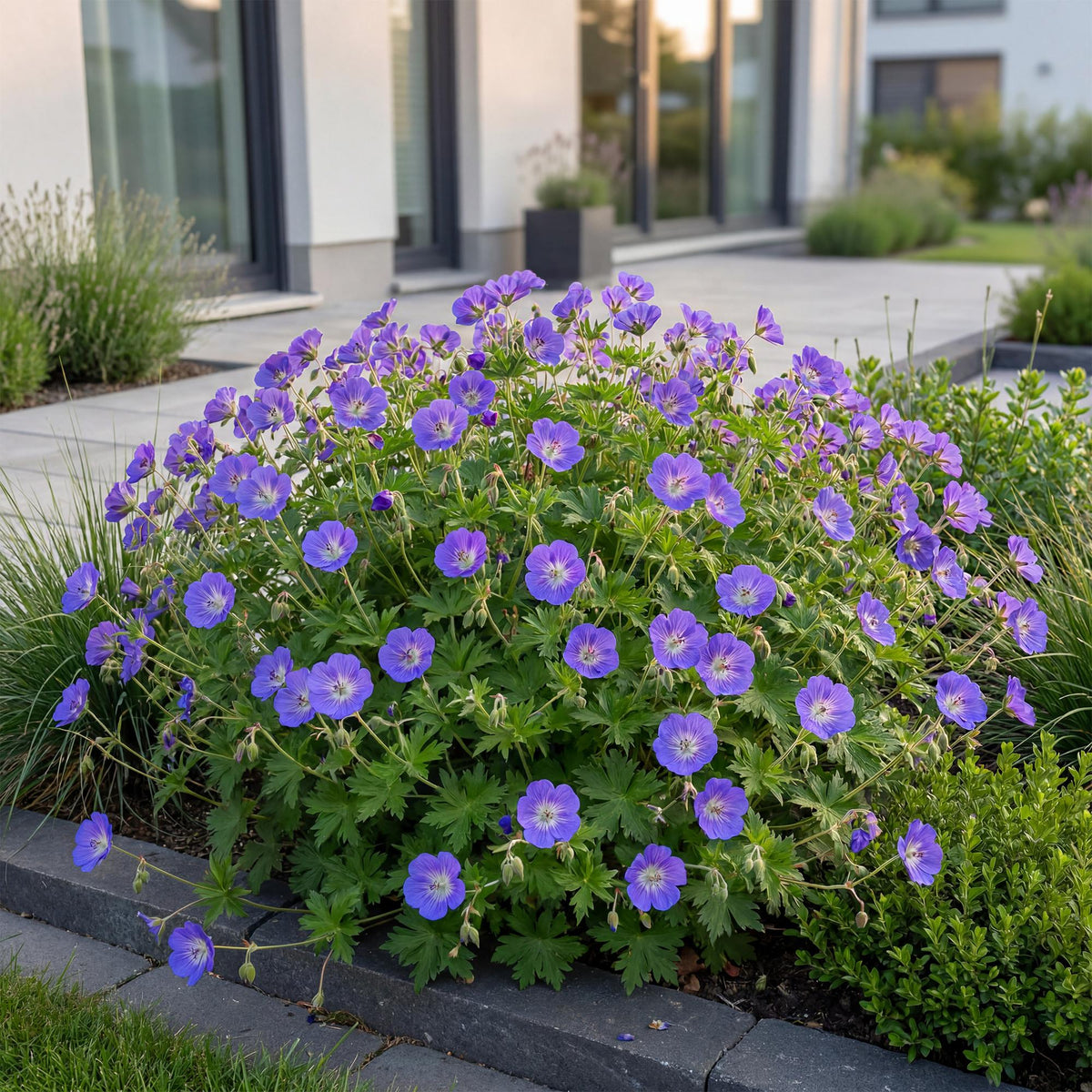 Green boutiQ - Plante vivace - Géranium 'Rozanne' - Géranium vivace - Couvre-sol - Bleu - 1 Plante - Pot 11cm - Hauteur 15-25cm