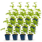 Green boutiQ - Stauden - Delphinium (P) Blue Bird - Rittersporn - Bienen- und Schmetterlingsmagnet - Blau - 12 Pflanzen - Topf 11cm - Höhe 15-25cm