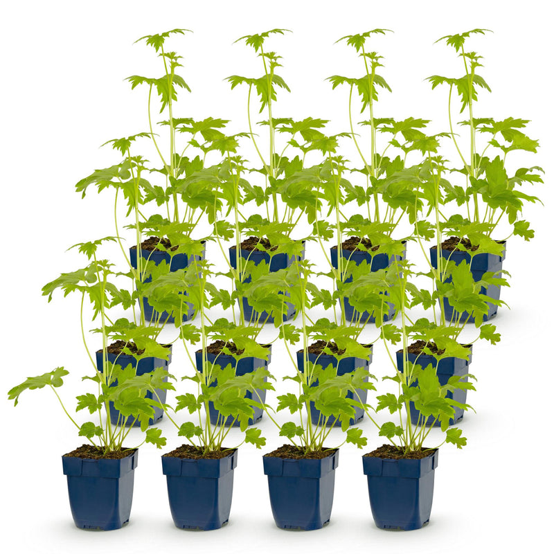 Green boutiQ - Vasteplant - Delphinium (P) Blue Bird - Ridderspoor - Bijen en Vlinderlokkers - Blauw - 12 Planten - Pot 11cm - Hoogte 15-25cm