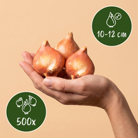 500x Bulb Garden Pink - Bollentuinroze - Diversen - Zomerbloeier - Bolmaat 10/12