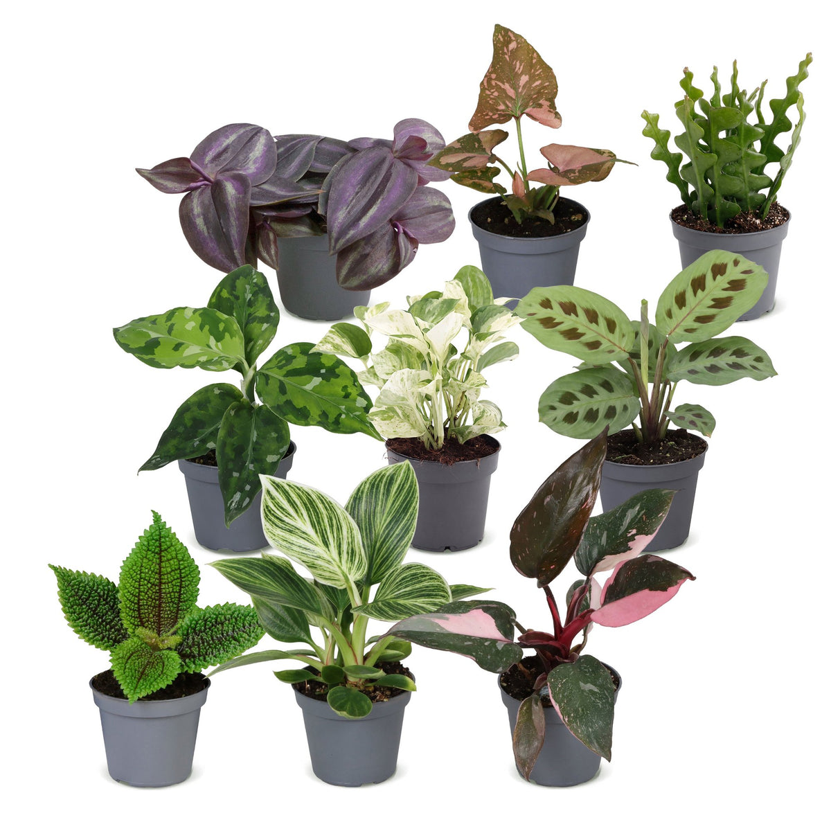 9x Baby Plants Surprise Box - Baby Plants Surprise Box - Various colours - Tropical - Ø6cm - ↕5-15cm