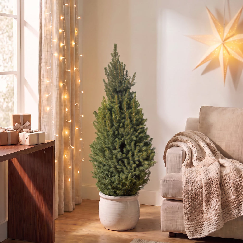 2x Picea glauca Conica - Dwarf Alberta Spruce - Green - Christmas tree - Ø26cm - ↕110cm