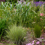 Green boutiQ - Graminées Ornementales - Festuca glauca Golden Toupee - Jaune - 4 Plantes - Persistant - Peu d'Entretien - Pot 17cm Hauteur 50cm
