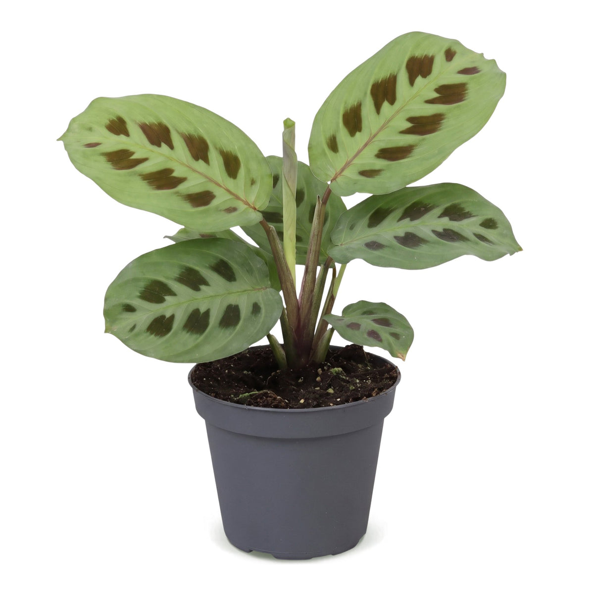 Maranta leu. 'Kerchoveana' - Rabbit's foot plant - Green - Tropical - Ø6cm - ↕12cm