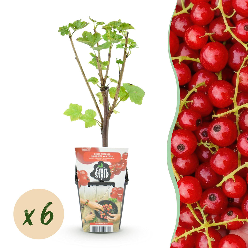 Green boutiQ - Plants fruitiers - Groseillier à grappes - Ribes rubrum Jonkheer van Tets - Rustique - 6 plantes - Pot 9 cm - Groseille rouge