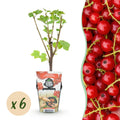 Green boutiQ - Plants fruitiers - Groseillier à grappes - Ribes rubrum Jonkheer van Tets - Rustique - 6 plantes - Pot 9 cm - Groseille rouge
