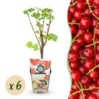Green boutiQ - Plants fruitiers - Groseillier à grappes - Ribes rubrum Jonkheer van Tets - Rustique - 6 plantes - Pot 9 cm - Groseille rouge