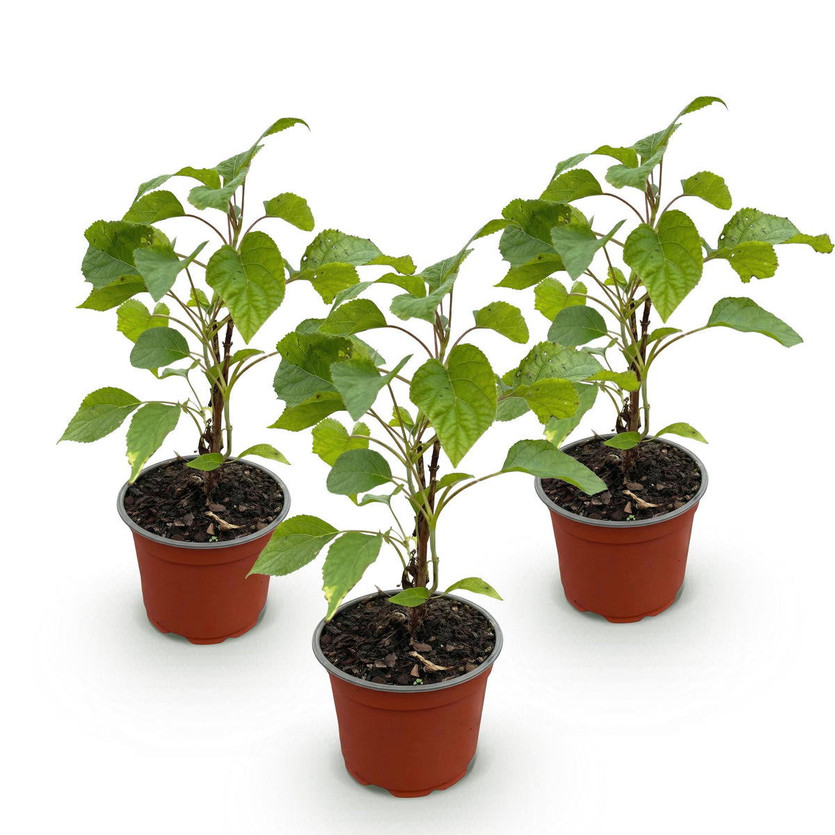 Green boutiQ - Plante de jardin - Hydrangea arborescens Annabelle - Hortensia de Virginie - Rustique - Blanc - 3 plantes - Pot 12 cm - Hauteur 20-30 cm
