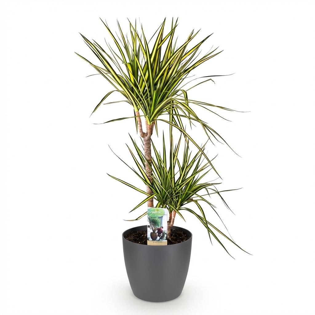 Green BoutiQ - Plantes d'intérieur - Dracaena Sunray - Dragonnier - Peu d'entretien - Vert - 1 plante - avec pot gris - Pot 21 cm - Hauteur 90-100 cm